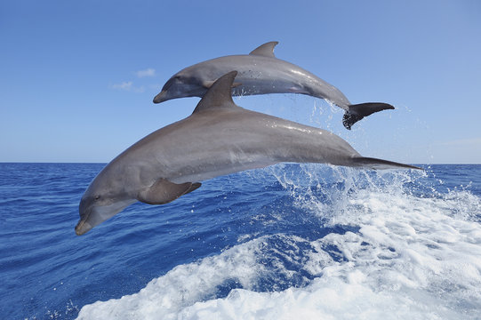 Latin America, Honduras, Bay Islands, Roatan, Bottlenose dolphin jumping in Caribbean Sea