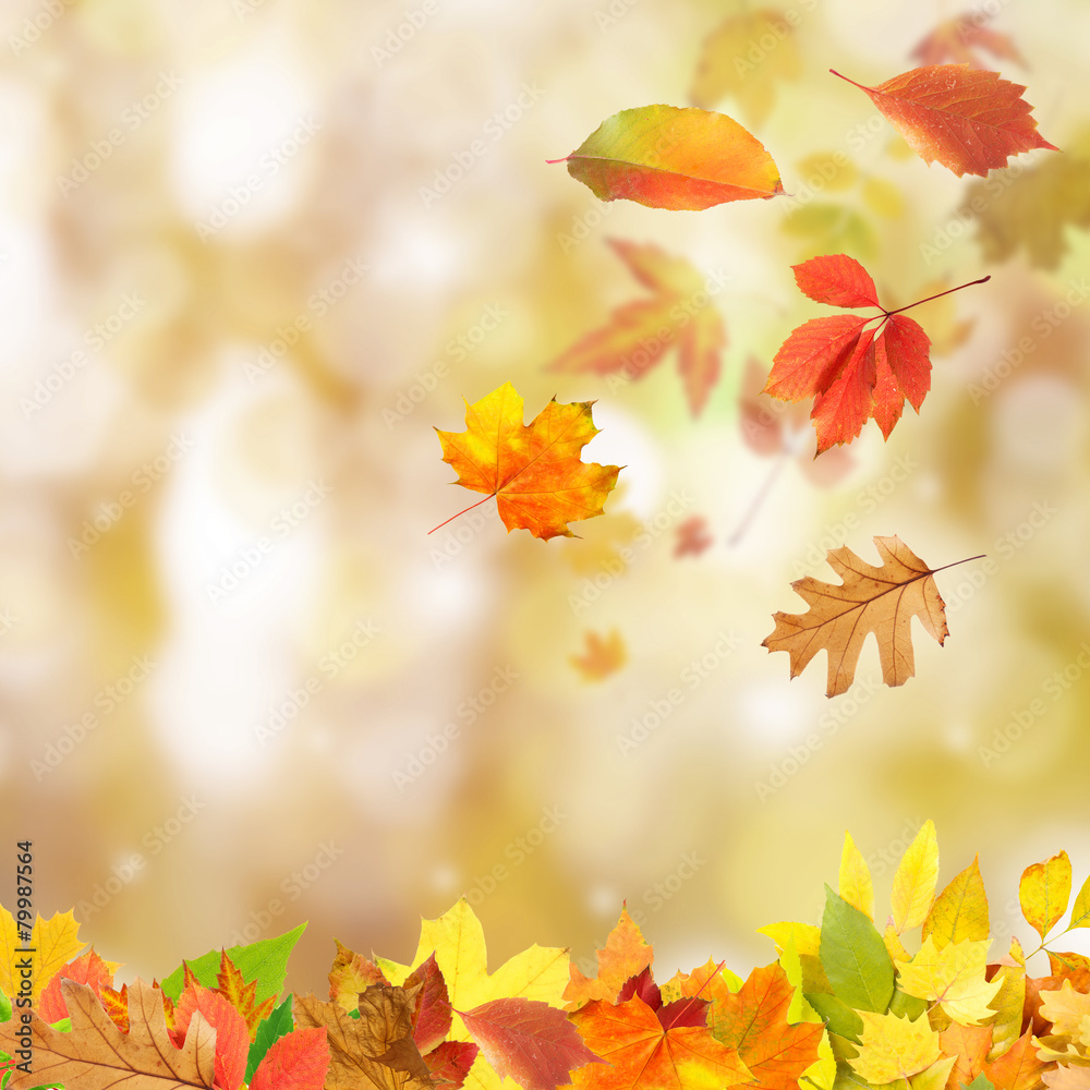 Wall mural collage of autumn leaves on bright background