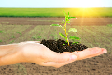 Plant in hand on sunny nature background