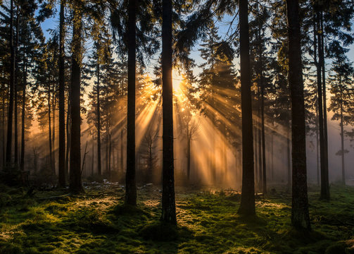 Germany, Hesse, Feldberg, sunrise and morning mist
