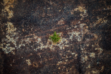 metal surface with a little tree