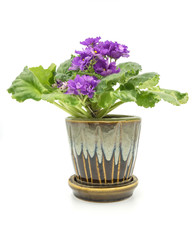 African Violet isolated on white background.