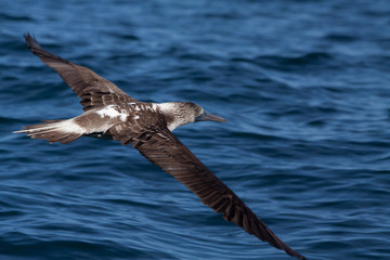 Blue footed booby flying in the Galpagos Islands