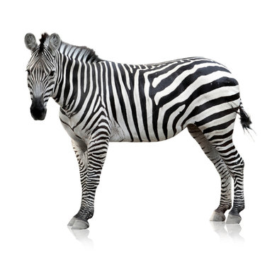 Fototapeta Zebra on white background