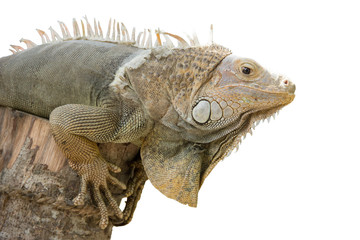 Iguana isolated on white