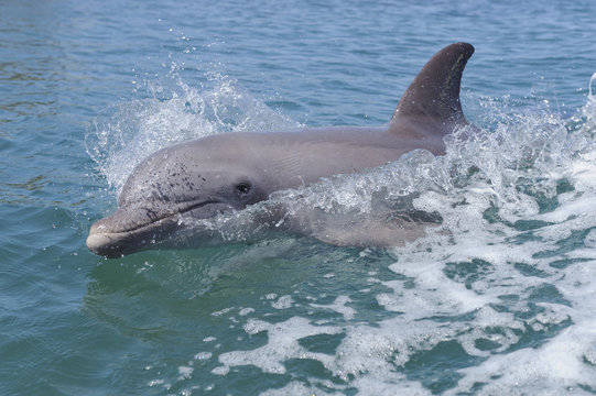 Honduras, Bay Islands, Roatan, bottlenose dolphin Tursiops truncatus swimming at water surface