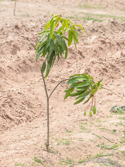 Mango Tree