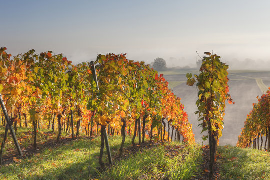 Germany, Bavaria, Theilheimer Mainleite near Waigolshausen, View of vineyard