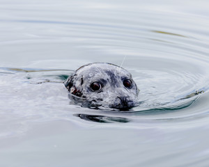 Harbour seal © windcoast