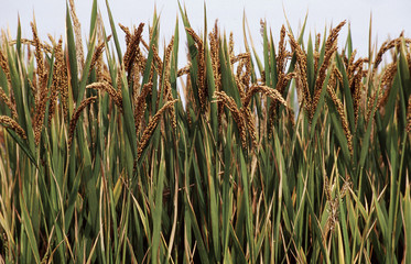 포토시리즈(아시아여행)