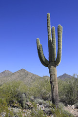 Giant saguaro cactus