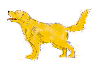 drawing portrait of a Golden Retriever