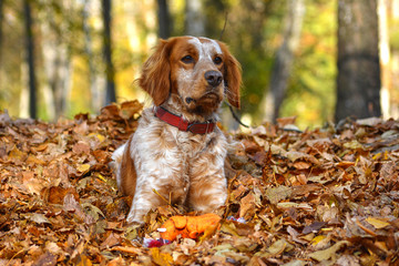 red dog is lying in the leaves
