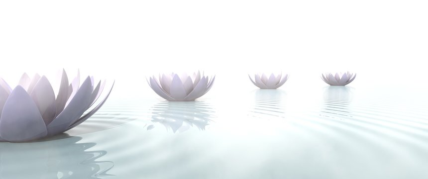 Fototapeta Zen lotus flowers draw a path on the water