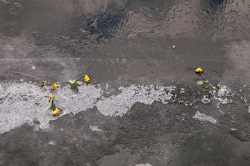 yellow roses