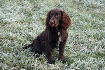 cute liver working type cocker spaniel pet gundog