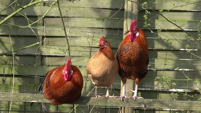 Dei H&uuml;hner sitzen auf dem Zaun und schauen