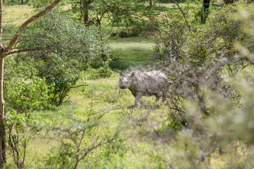 Fototapeta premium Safari - rhino