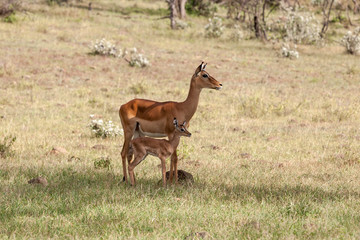 antelope and her cub on a background of grass