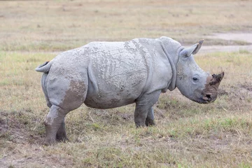 Foto op Plexiglas Safari - rhino © master1305