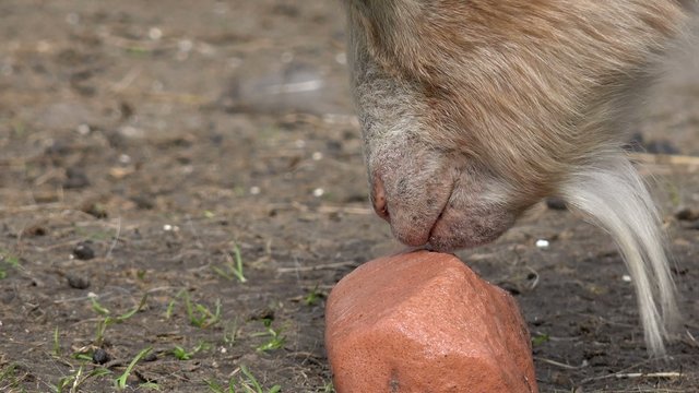 Ziege leckt am Leckstein auf der Weide