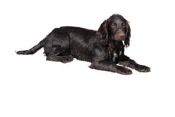 a brown working type cocker spaniel puppy lying on a sandy beach