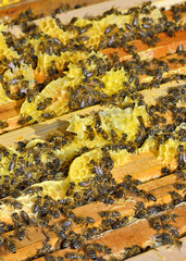 bees swarming on a honeycomb