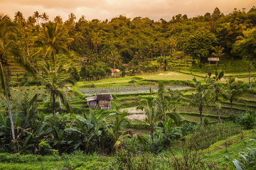Fototapeta na wymiar Rice fields, Bali, Indonesia