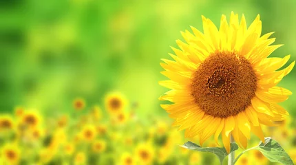 Rolgordijnen Sunflowers on green background © frenta