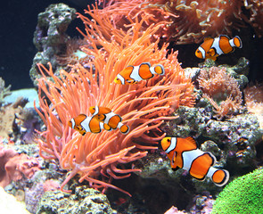 Fototapeta na wymiar Sea anemone and clown fish