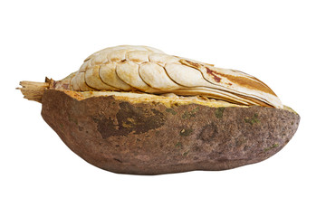 Open peel show inside of broad leaf mahogany seed