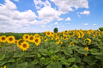 Fototapeta premium Sunflower field.