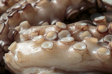 Fresh octopus tentacle ready for cooking close up