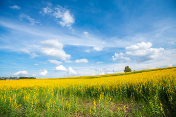 Yellow flower fields and clear blue sky background