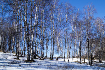 Берёзовый лес на фоне синего неба