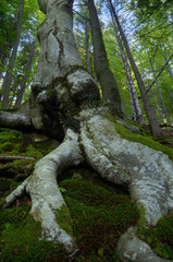 Fototapeta na wymiar Tree with a curved root