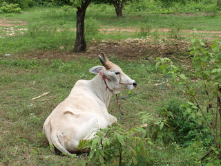 cow sitting on the grass, thailand.