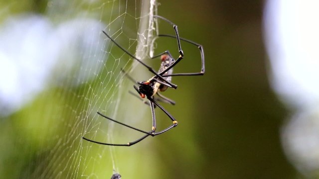 Radnetzspinne
