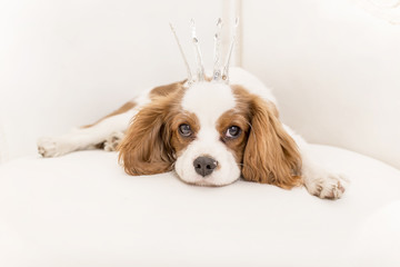 Cavalier King Charles Spaniel mit Krone
