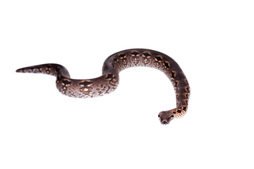 Madagascar or Malagasy ground boa on white