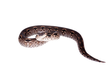 Madagascar or Malagasy ground boa on white