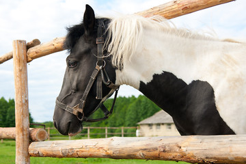 horse in your corral
