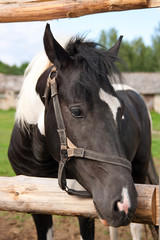 Fototapeta premium horse in your corral