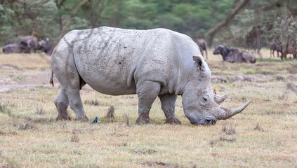 Safari - rhino