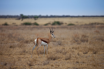 Naklejka na ściany i meble Springbok antelope-gazelle at Kalahari desert in Botswana.