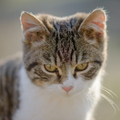 Cat Looking At Camera