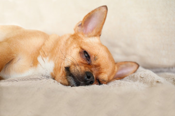 Sleeping red chihuahua dog on beige background.