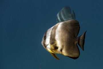 bat fish portrait
