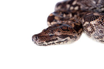 Dumerils Ground Boa on white