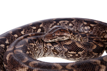 Dumerils Ground Boa on white